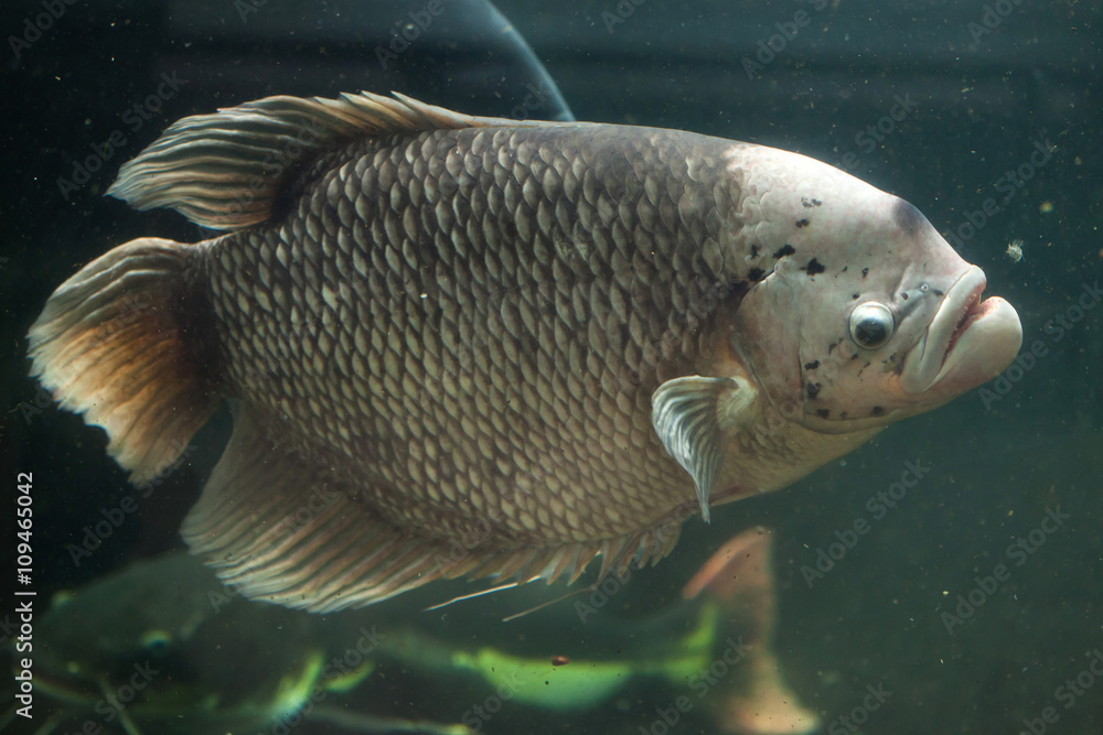 Fototapeta premium Giant gourami (Osphronemus goramy).