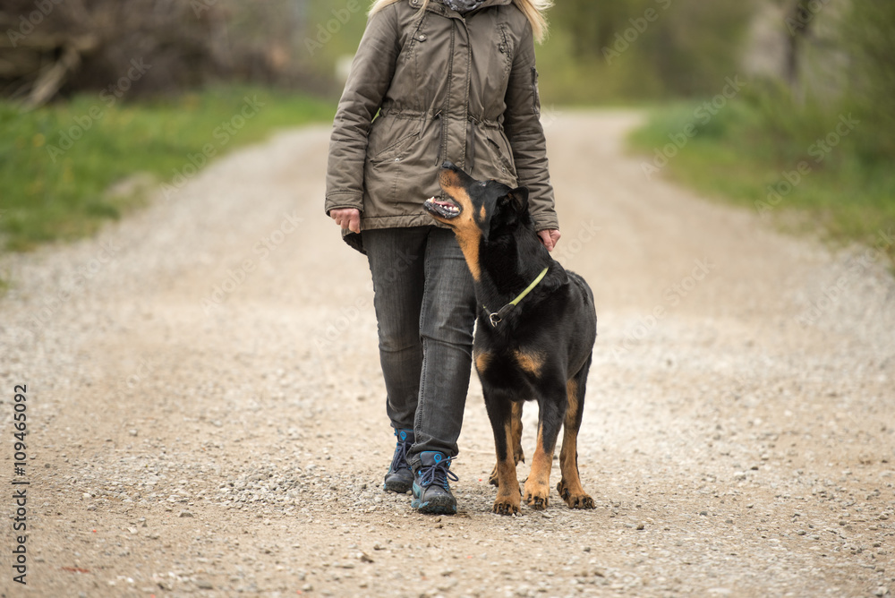 woman walking with dog - Beauceron woman walking with dog - Beauceron