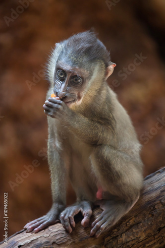 Drill monkey  Mandrillus leucophaeus .