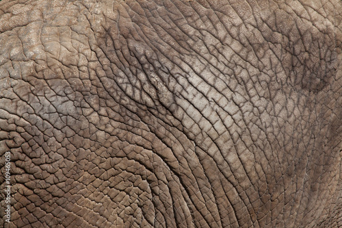 African bush elephant (Loxodonta africana). Skin texture.
