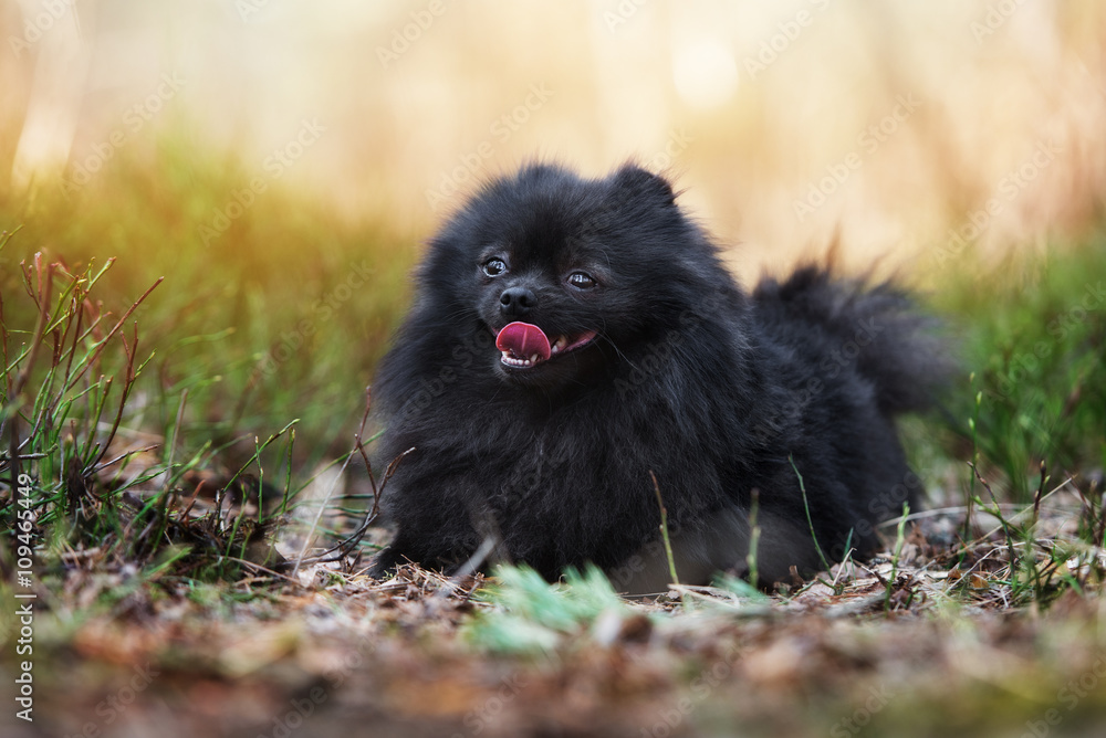 adorable pomeranian spitz lying down outdoors adorable pomeranian spitz lying down outdoors
