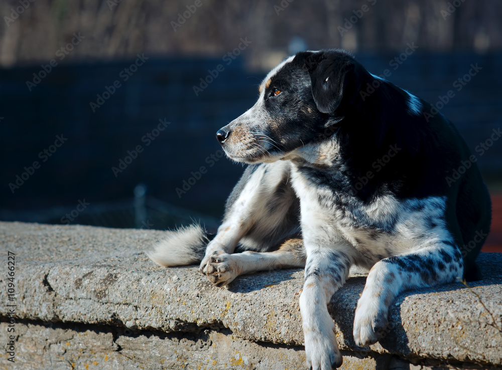 Dog having a rest on a sunny day
