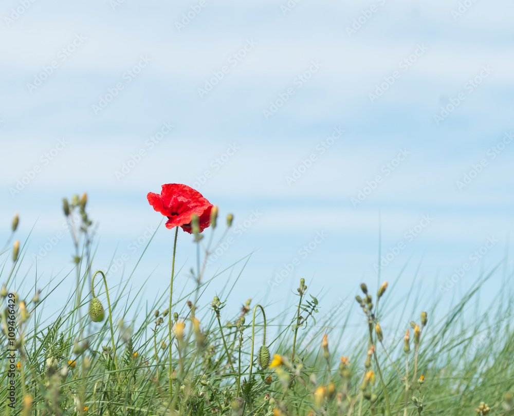 Obraz premium Czerwony mak