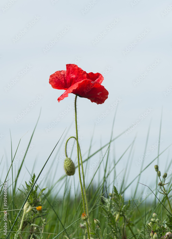 Obraz premium Coquelicot rouge 