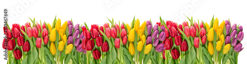 Fresh spring tulip flowers. Colorful floral border. Holidays