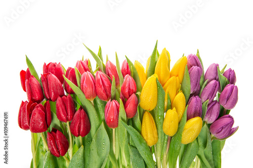 Fresh spring tulip flowers isolated on white background