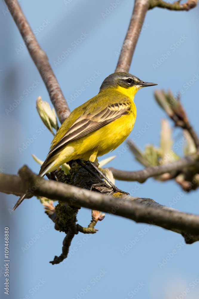 Naklejka premium Schafstelze (Motacilla flava) in einem Baum unter blauem Himmel