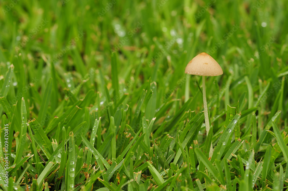 Wild mushroom growing in the garden Wild mushroom growing in the garden