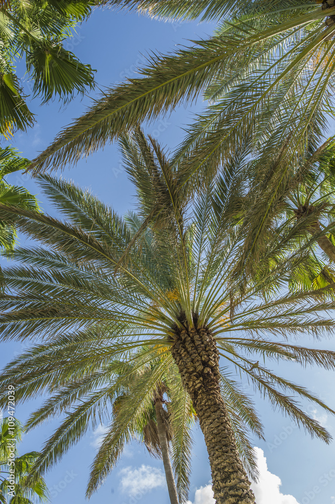 Fototapeta premium coconuts palm tree perspective view from floor high up