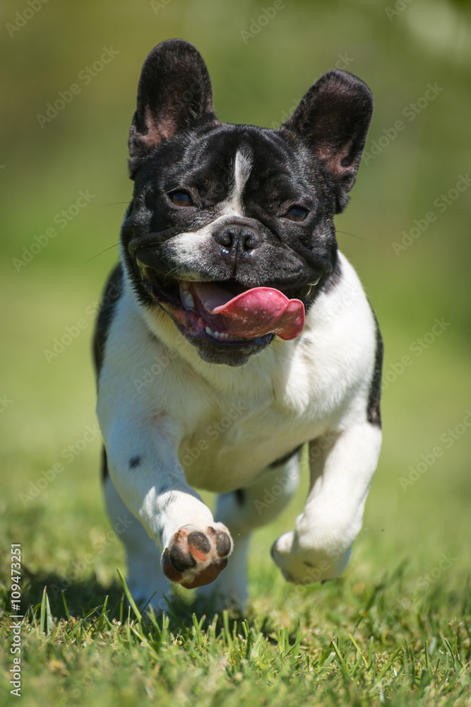 French bulldog on green grass