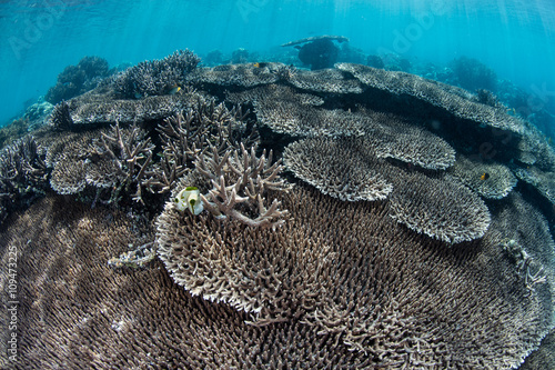 Photography Sunlight Shining on Corals in Raja Ampat