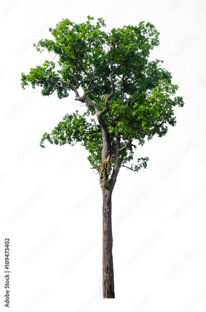 Obraz premium Tree isolated on white
