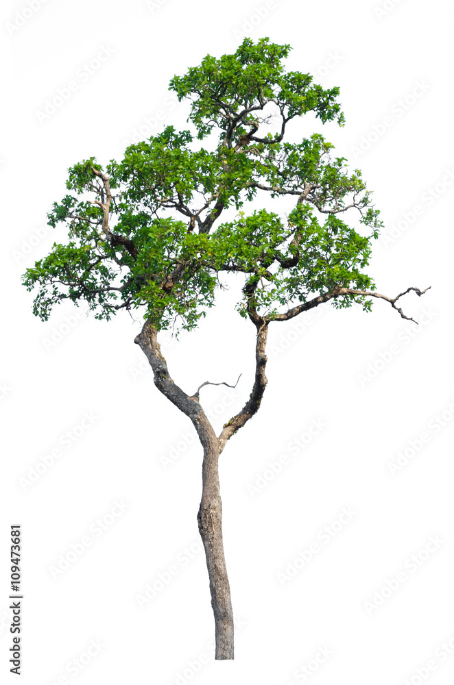 Obraz premium Tree isolated on white