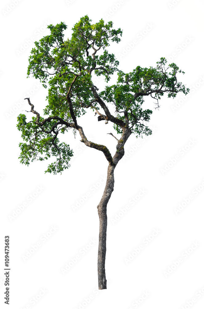 Tree isolated on white Tree isolated on white