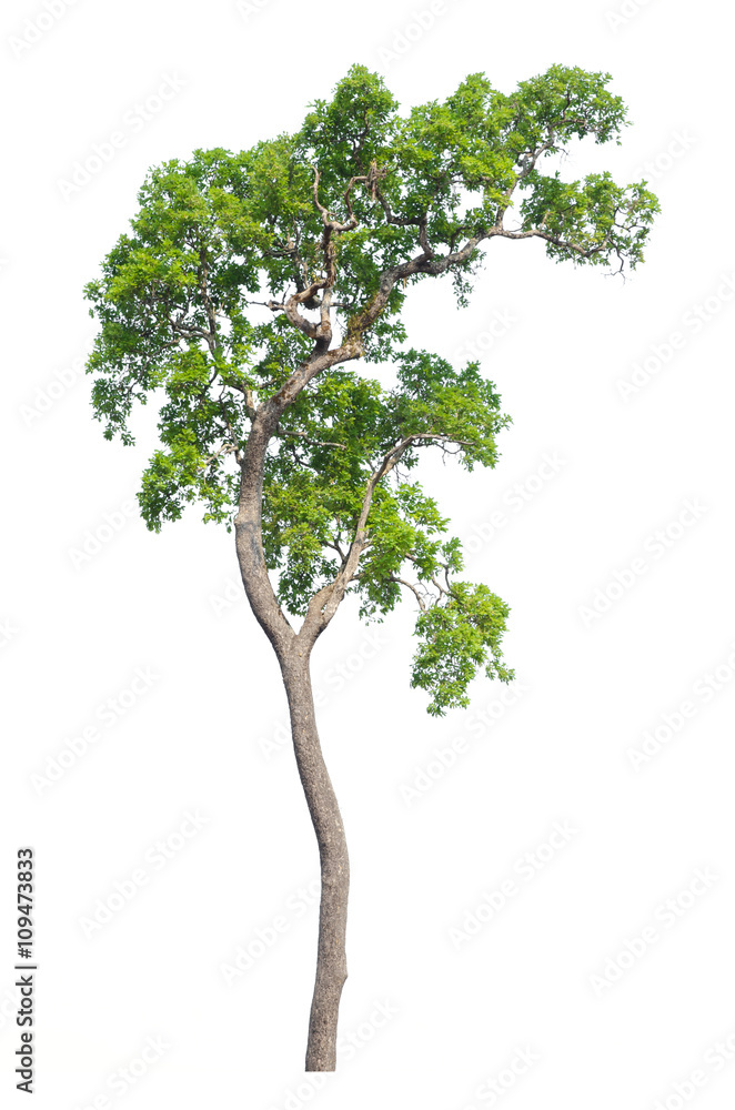 Tree isolated on white Tree isolated on white