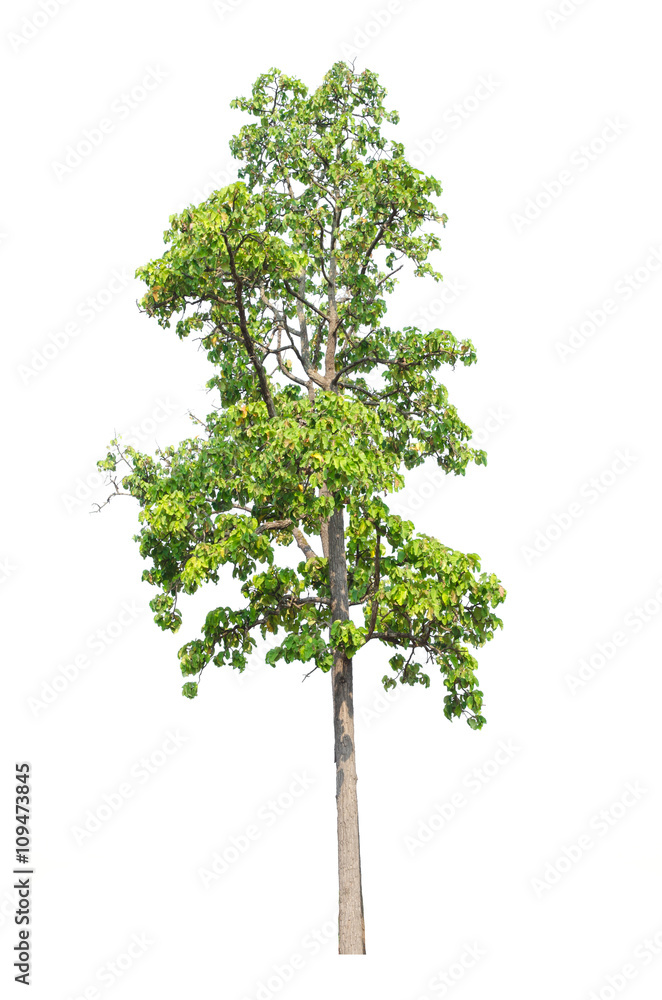 Tree isolated on white Tree isolated on white