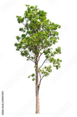 Tree isolated on white