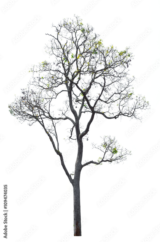 Dry tree isolated on white Dry tree isolated on white