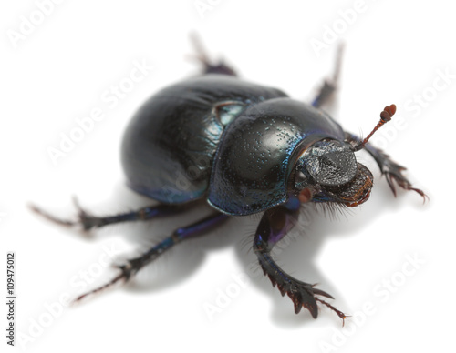 Earth-boring dung beetle, Geotrupes stercorosus isolated on white background