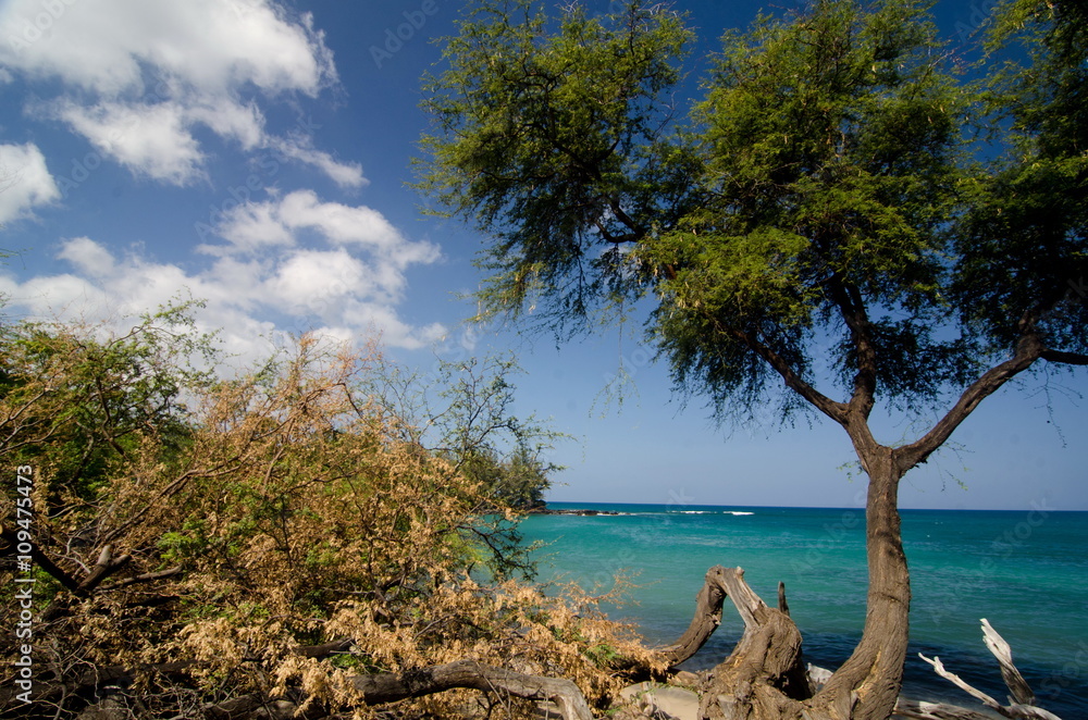 Heliotropes and ironwood trees at Puako beach - 2 Heliotropes and ironwood trees at Puako beach - 2