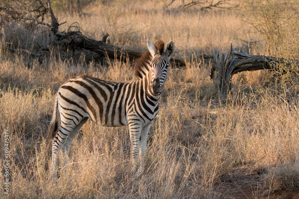 Obraz premium Burchell's Zebra Calf (Equus burchellii) in Kruger National Park