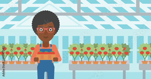 Farmer collecting tomatos.