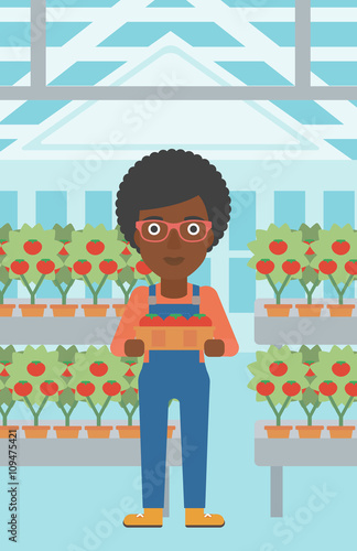 Farmer collecting tomatos.