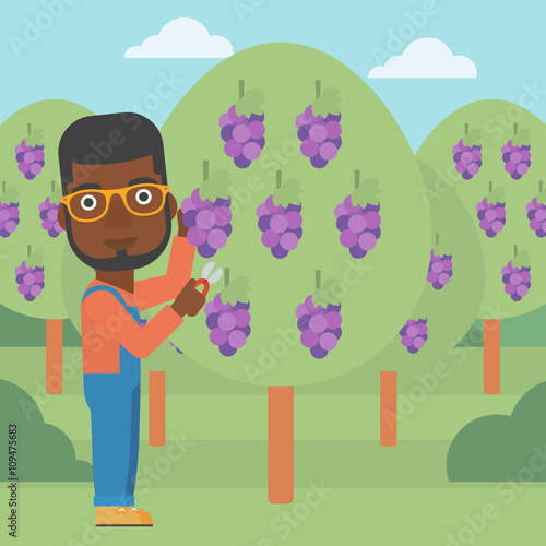 Farmer collecting grapes.