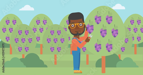 Farmer collecting grapes.