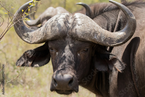Cape Buffalo (Syncerus caffer) in Kruger National Park