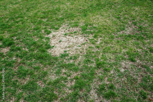 lawn in bad condition and need maintaining