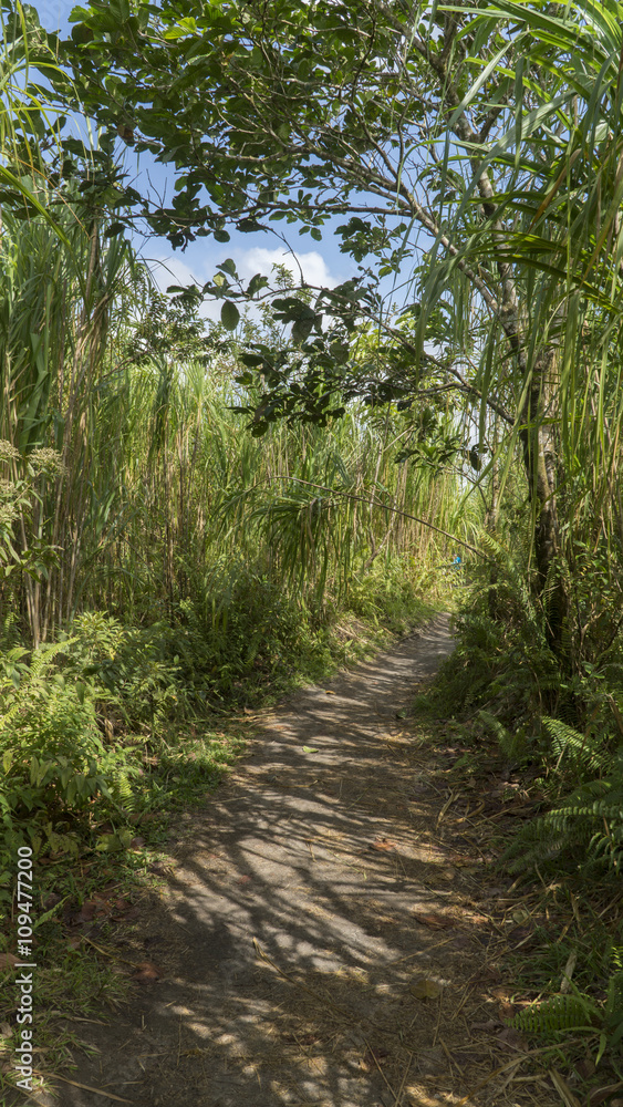 Trail in tropical forest Trail in tropical forest