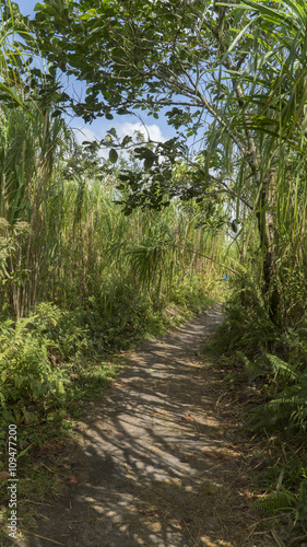 Trail in tropical forest