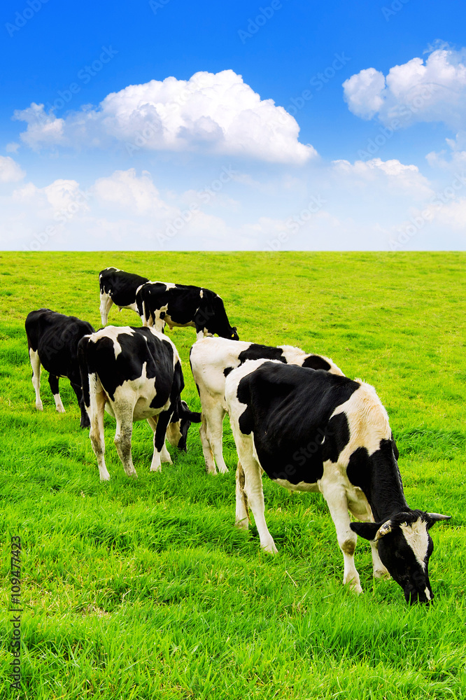 Cows on a green field and blue sky. Cows on a green field and blue sky.