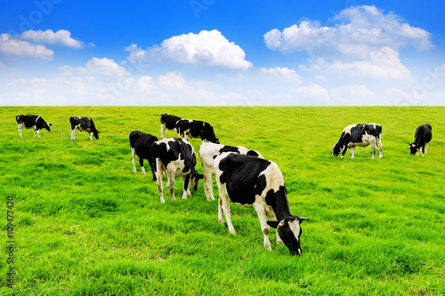 Cows on a green field and blue sky.