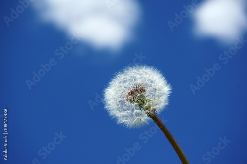 Fototapeta Naklejka Na Ścianę i Meble -  dandelion against blue sky