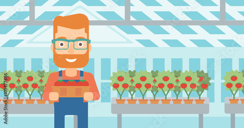 Farmer collecting tomatos.