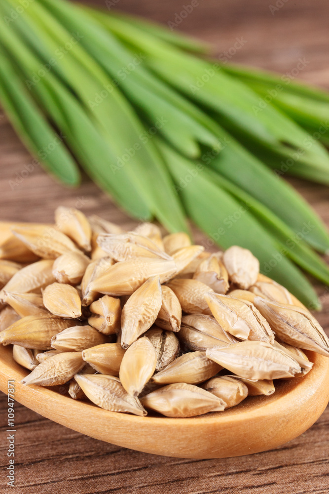 Closeup of barley grain on spoon and barley grass in background, body detox Closeup of barley grain on spoon and barley grass in background, body detox