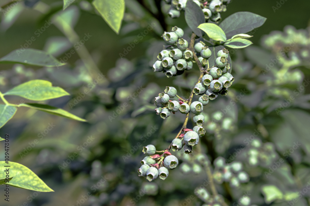 Fototapeta premium Unripe blueberries on the bush
