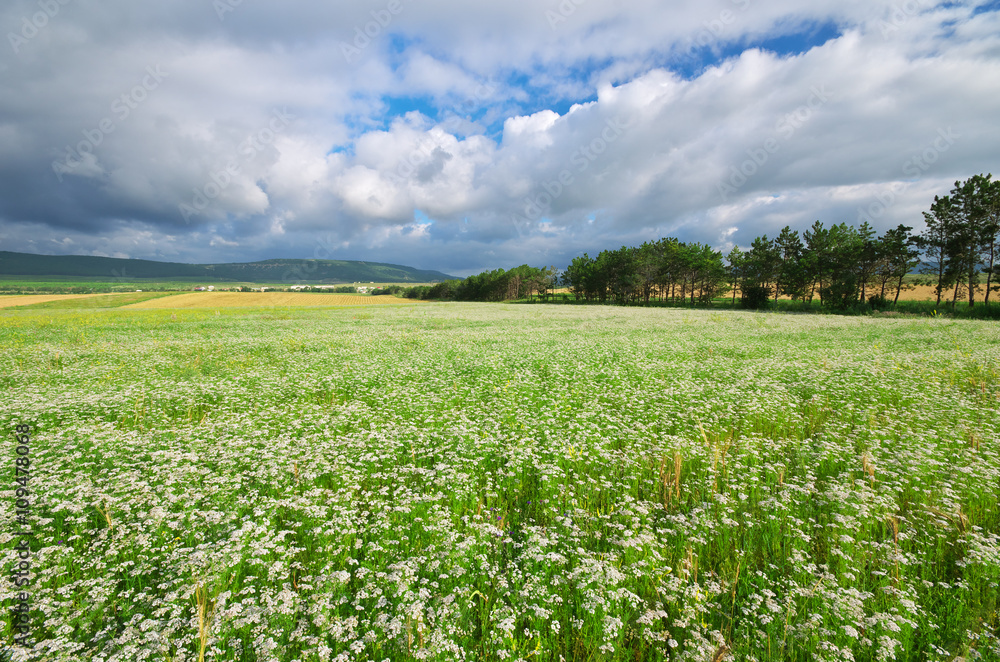 Meadow of coriander. Meadow of coriander.
