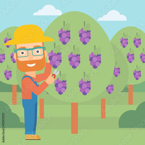 Farmer collecting grapes.