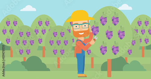 Farmer collecting grapes.
