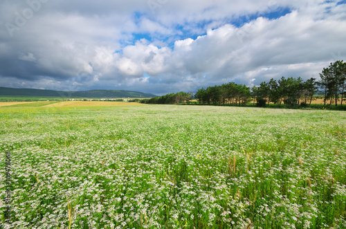 Meadow of coriander.