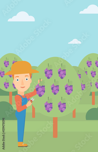 Farmer collecting grapes.