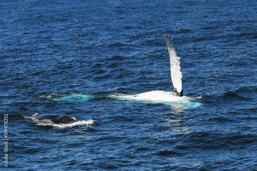 Humpback Whale (Megaptera novaeangliae) Mother & Calf