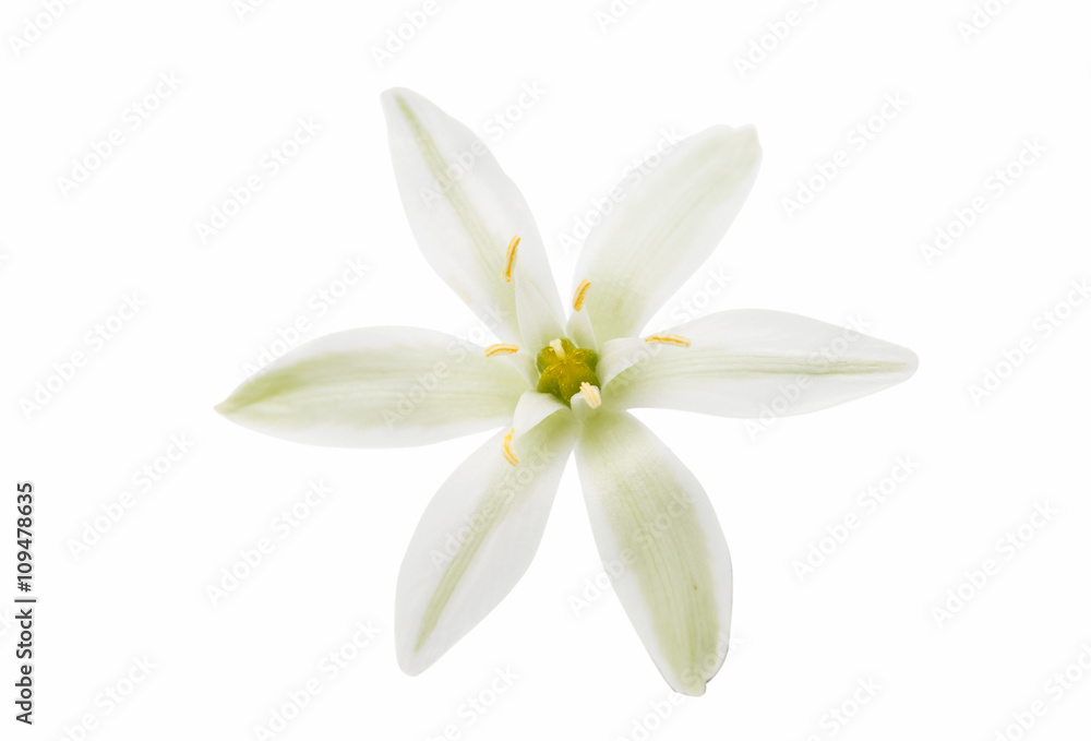 Obraz premium beautiful white flowers