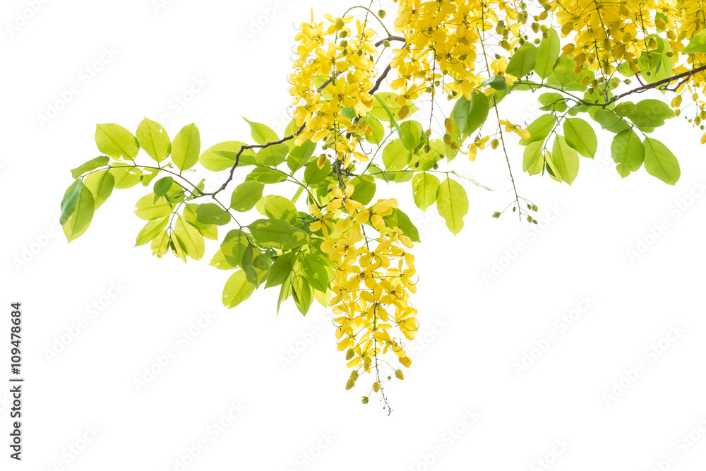 Obraz premium Golden shower tree (Cassia fistula) isolated on white background.
