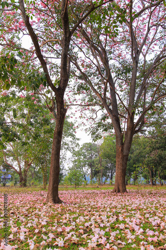 Tabebuia rosea(pink poui,rosy trumpet tree) is a neotropical tree.Flowers are large, in various tones of pink to purple, and appear while the tree has none, or very few leaves.
