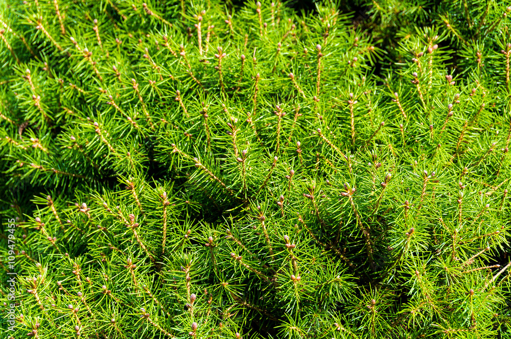 Pine tree close up texture