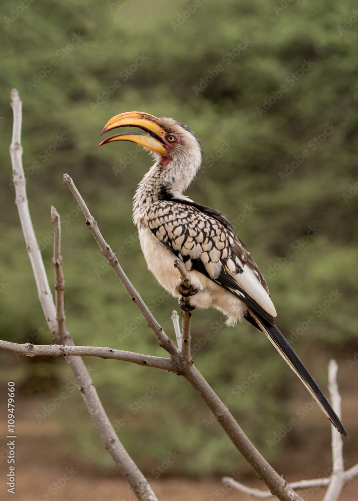 Obraz premium Southern Yellow-billed Hornbill (Tockus leucomelas), Kruger National Park